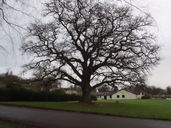 A new woodland stroll is coming together beautifully at Bronllys Hospital, near Brecon. 